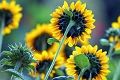 Jardin des plantes